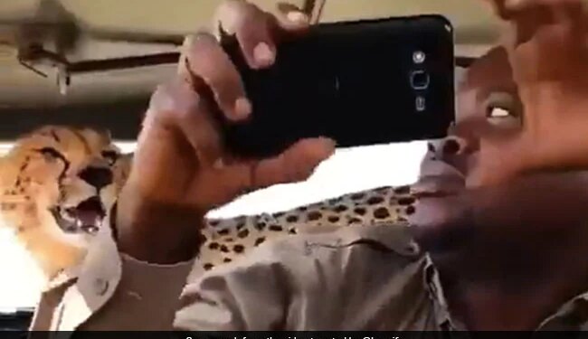 Cheetah Jumps Onto Safari Vehicle Man Clicks Selfie With It Then What Happened Next See Shocking Viral Video