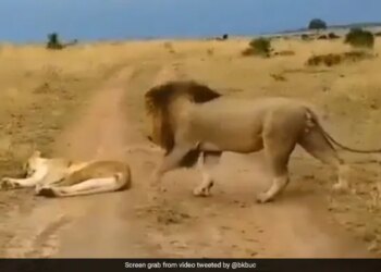 Lion Teasing Lioness While Sleeping Suddenly Angry Lioness Attacked On Lion Then What Happened Next See Viral Video