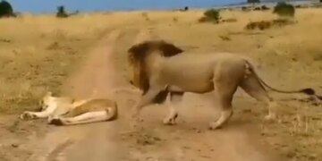 Lion Teasing Lioness While Sleeping Suddenly Angry Lioness Attacked On Lion Then What Happened Next See Viral Video