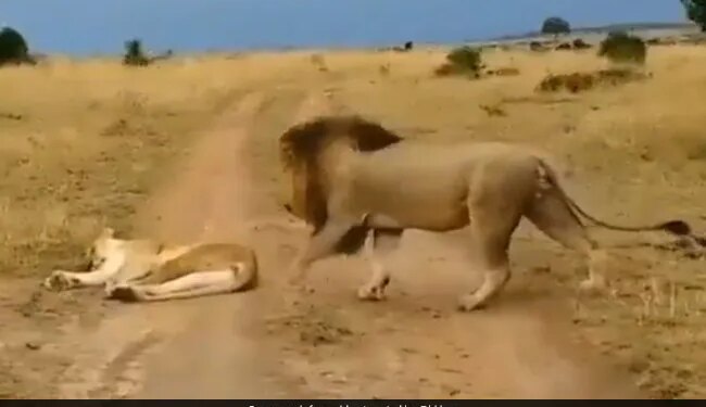 Lion Teasing Lioness While Sleeping Suddenly Angry Lioness Attacked On Lion Then What Happened Next See Viral Video