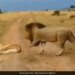Lion Teasing Lioness While Sleeping Suddenly Angry Lioness Attacked On Lion Then What Happened Next See Viral Video