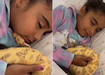 Snake And Girl On Same Bed Kid Kissed Python: Little Girl Playing Kissing Sleeping With Snakes Python Video Viral On Social Media