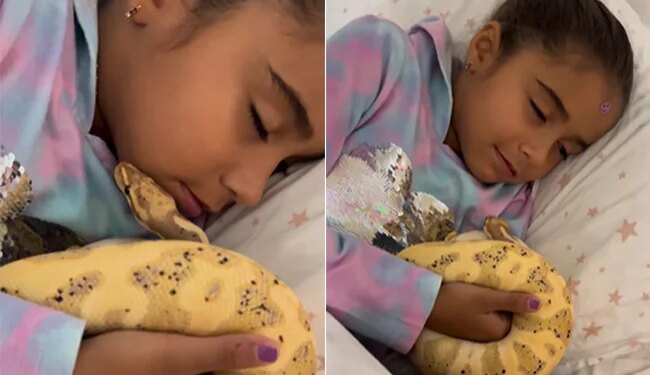 Snake And Girl On Same Bed Kid Kissed Python: Little Girl Playing Kissing Sleeping With Snakes Python Video Viral On Social Media