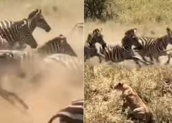 Lioness Viral Video: Lioness Stuck In Zebras Stampeded See What Happened Next | Sherni Ka Video Zebra Ka Video