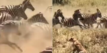 Lioness Viral Video: Lioness Stuck In Zebras Stampeded See What Happened Next | Sherni Ka Video Zebra Ka Video