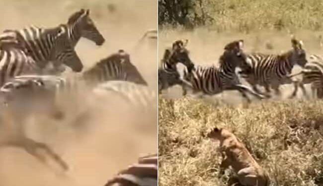 Lioness Viral Video: Lioness Stuck In Zebras Stampeded See What Happened Next | Sherni Ka Video Zebra Ka Video