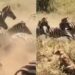Lioness Viral Video: Lioness Stuck In Zebras Stampeded See What Happened Next | Sherni Ka Video Zebra Ka Video