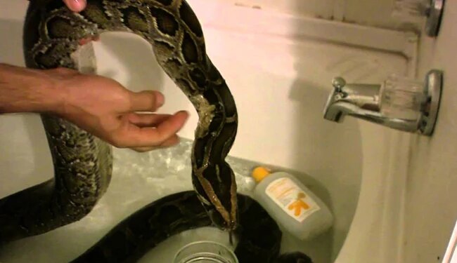 बाथरूम में नहाने जा रही थी महिला, तभी बाथटब में दिखा 12 फीट लंबा अजगर, फिर जो हुआ…