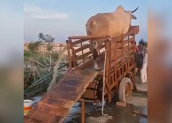 गाय चलती है तो पानी निकलता है, ये है गांव की खोज, IAS ने इस वीडियो को शेयर किया है