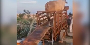 गाय चलती है तो पानी निकलता है, ये है गांव की खोज, IAS ने इस वीडियो को शेयर किया है