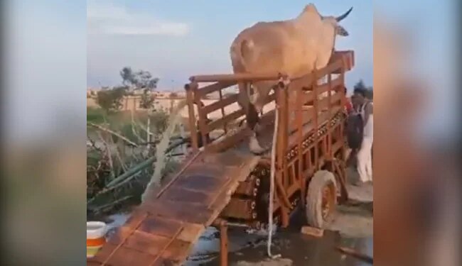 गाय चलती है तो पानी निकलता है, ये है गांव की खोज, IAS ने इस वीडियो को शेयर किया है