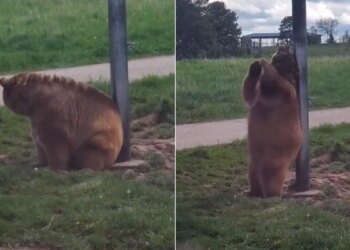Wild Bear Funny Viral Video: A Video Of A Bear Scratching Its Back On A Pole Is Going Viral On Social Media