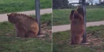 Wild Bear Funny Viral Video: A Video Of A Bear Scratching Its Back On A Pole Is Going Viral On Social Media