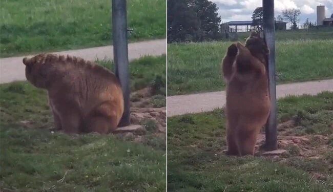 Wild Bear Funny Viral Video: A Video Of A Bear Scratching Its Back On A Pole Is Going Viral On Social Media