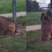 Wild Bear Funny Viral Video: A Video Of A Bear Scratching Its Back On A Pole Is Going Viral On Social Media