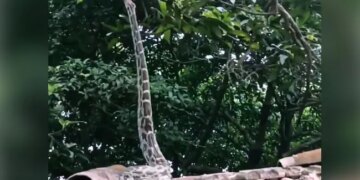 Snake Stand Straight On The Roof Without Any Support Then What Happened Next Watch Hair Raising Video