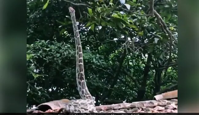 Snake Stand Straight On The Roof Without Any Support Then What Happened Next Watch Hair Raising Video