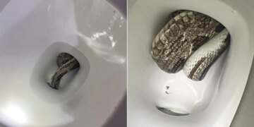 Snake In Toilet: Family Shocked To Find Huge Python Inside Their Toilet