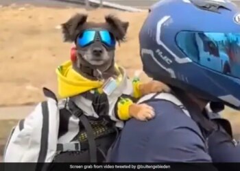 Dog With Shades On Enjoys Bike Ride With Man Internet Loves It See Cute Viral Video