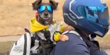 Dog With Shades On Enjoys Bike Ride With Man Internet Loves It See Cute Viral Video