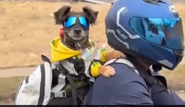 Dog With Shades On Enjoys Bike Ride With Man Internet Loves It See Cute Viral Video