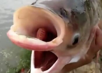 Amazing Carp Fish Videos: Video Of Fish With Two Mouth And 4 Eyes Is Going Viral On Social Media