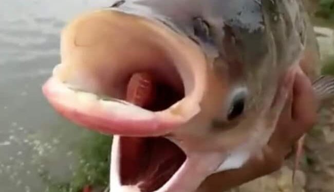 Amazing Carp Fish Videos: Video Of Fish With Two Mouth And 4 Eyes Is Going Viral On Social Media