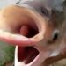 Amazing Carp Fish Videos: Video Of Fish With Two Mouth And 4 Eyes Is Going Viral On Social Media