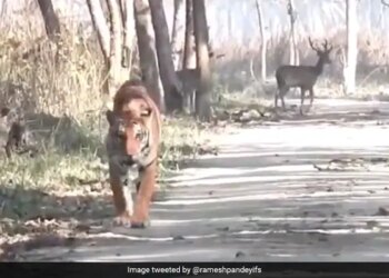 Tiger Ignores Two Deer Walking Behind Started Going Without Hunting See What Happened Next In Viral Video