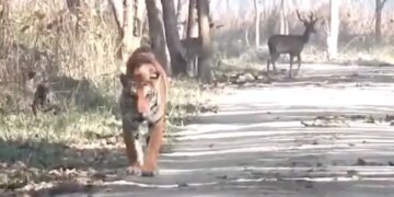 Tiger Ignores Two Deer Walking Behind Started Going Without Hunting See What Happened Next In Viral Video