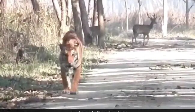 Tiger Ignores Two Deer Walking Behind Started Going Without Hunting See What Happened Next In Viral Video