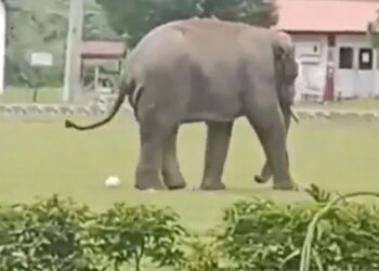 Elephant Played Football With The Indian Army, People Asked – Did Gajraj Also Score A Goal? – India Army के साथ हाथी ने खेला फुटबॉल, लोगों ने पूछा
