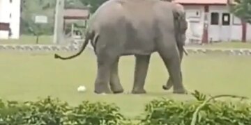 Elephant Played Football With The Indian Army, People Asked – Did Gajraj Also Score A Goal? – India Army के साथ हाथी ने खेला फुटबॉल, लोगों ने पूछा