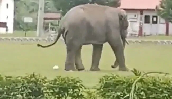 Elephant Played Football With The Indian Army, People Asked – Did Gajraj Also Score A Goal? – India Army के साथ हाथी ने खेला फुटबॉल, लोगों ने पूछा