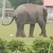 Elephant Played Football With The Indian Army, People Asked – Did Gajraj Also Score A Goal? – India Army के साथ हाथी ने खेला फुटबॉल, लोगों ने पूछा