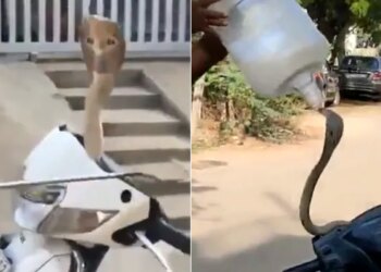 Cobra Was Hidden In Scooty This Is How He Rescued: Dangerous Indian Cobra Was Hiding In The Handle Of The Scooty Watch Viral Video