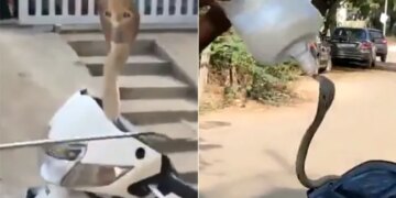 Cobra Was Hidden In Scooty This Is How He Rescued: Dangerous Indian Cobra Was Hiding In The Handle Of The Scooty Watch Viral Video