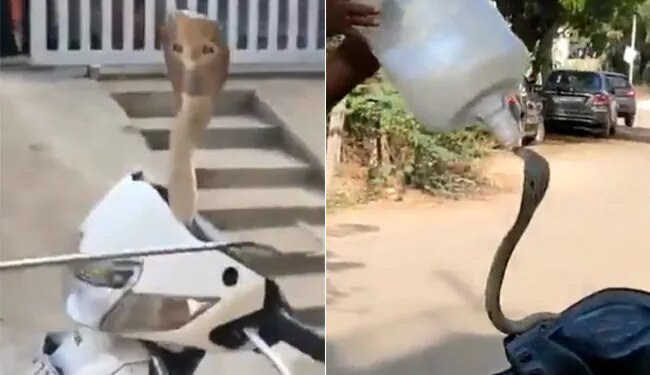 Cobra Was Hidden In Scooty This Is How He Rescued: Dangerous Indian Cobra Was Hiding In The Handle Of The Scooty Watch Viral Video