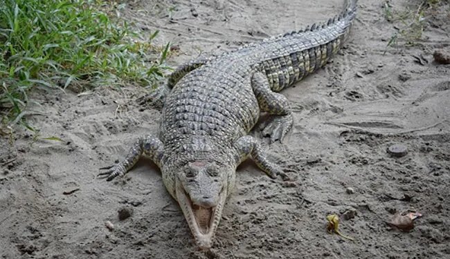 स्कूल में मगरमच्छ घुसने से मचा हड़कंप, गांव वालों ने कमरे में किया बंद और फिर…