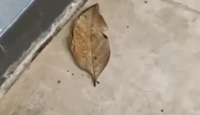 तस्वीर में जिसे देख रहे हैं वो 'सूखा पत्ता' नहीं है, 35 लाख से ज़्यादा लोग देखकर हो रहे हैं कन्फ्यूज़