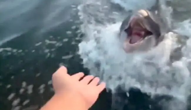 नाव के साथ तेज़ी से तैर रही थी डॉल्फिन, उसकी एक मुस्कान ने लोगों का दिल जीत लिया