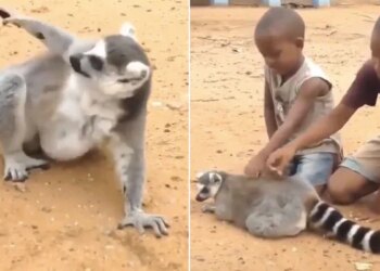 Viral Video: Anand Mahindra Shared Funny Lemur Video: When A Lemur Asked Kids To Scratch Its Back See Reaction On Social Media