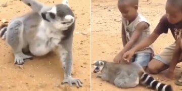 Viral Video: Anand Mahindra Shared Funny Lemur Video: When A Lemur Asked Kids To Scratch Its Back See Reaction On Social Media