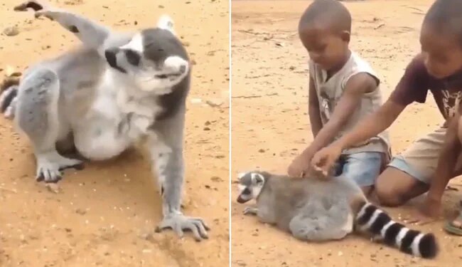 Viral Video: Anand Mahindra Shared Funny Lemur Video: When A Lemur Asked Kids To Scratch Its Back See Reaction On Social Media