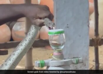 IAS Officer Shares Video Of Irula Tribe Member Extracting Snake Venom Has Left Internet Amazed Watch