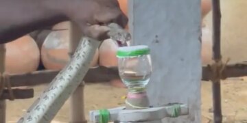 IAS Officer Shares Video Of Irula Tribe Member Extracting Snake Venom Has Left Internet Amazed Watch
