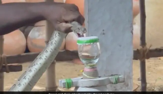 IAS Officer Shares Video Of Irula Tribe Member Extracting Snake Venom Has Left Internet Amazed Watch