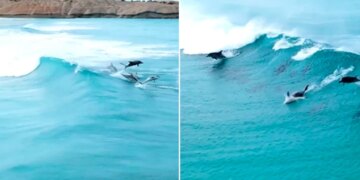 Dolphin Surfing Over Clean Blue Ocean Waves Video Viral On Social Media | Dolphins Surf Sea Waves Internet Says Its Fun