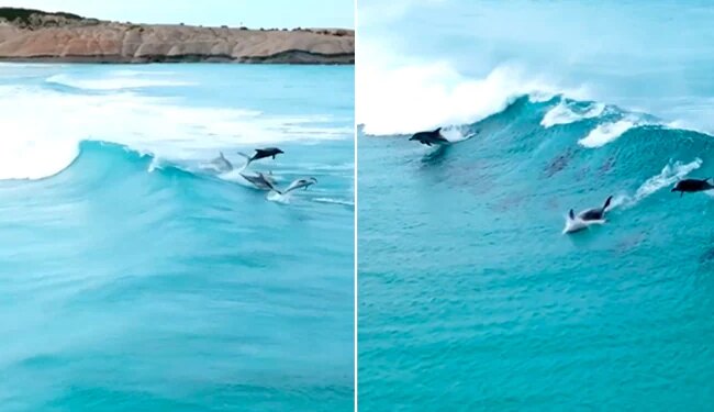 Dolphin Surfing Over Clean Blue Ocean Waves Video Viral On Social Media | Dolphins Surf Sea Waves Internet Says Its Fun