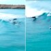 Dolphin Surfing Over Clean Blue Ocean Waves Video Viral On Social Media | Dolphins Surf Sea Waves Internet Says Its Fun